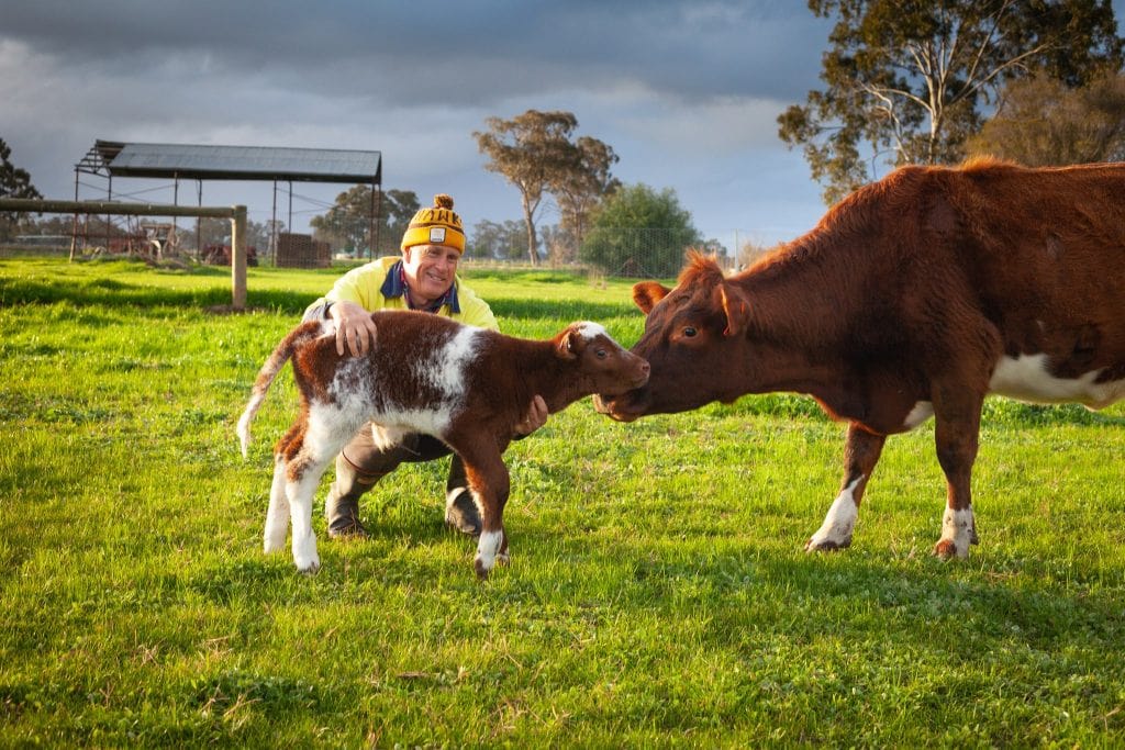 Man with baby cow