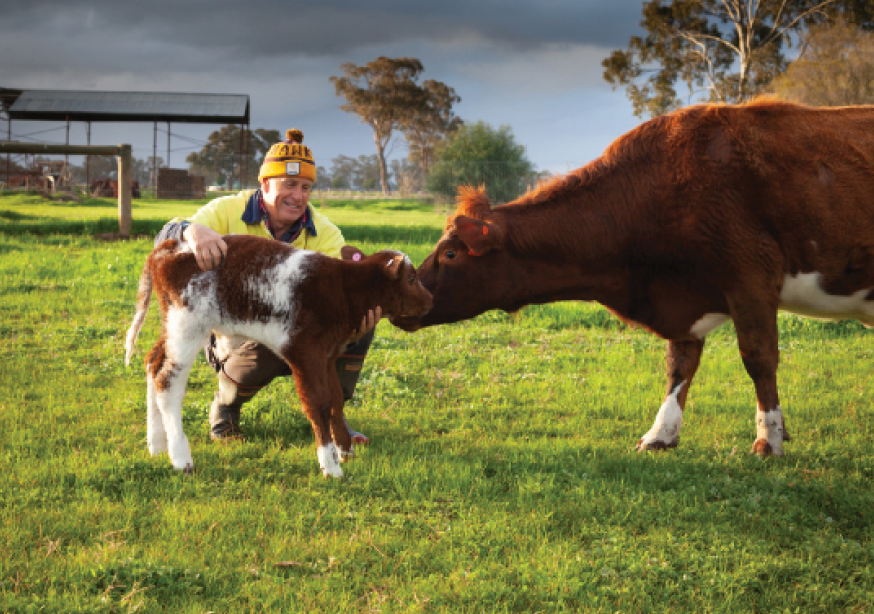 A photo of Farmer Gary with cow and calf
