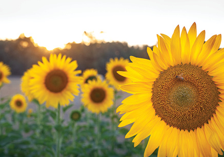 Photo of sunflowers at Eden Farm