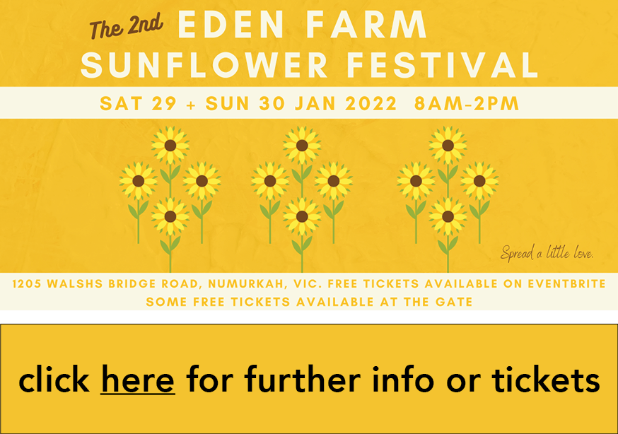 Sunflower festival image