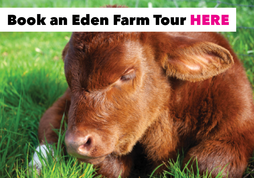 An image of a brown calf with the text 'Book an Eden Farm Tour HERE'